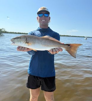 Clean Charlotte Harbor redfish catch
