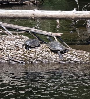Sun-soaked turtles spotted!