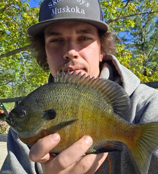 Nice bluegill caught in Gravenhurst Ontario!
