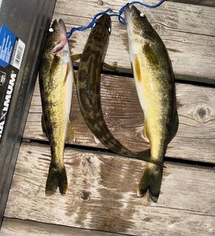 Chunky walleye haul!