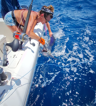 Angler releasing a powerful Sailfish back into the deep blue off Playa Flamingo!