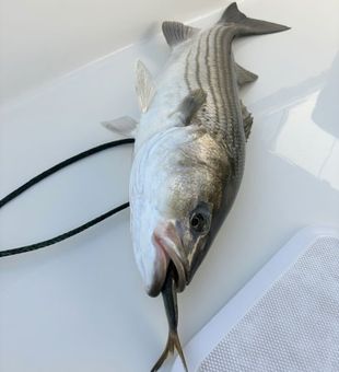 Beautiful striped bass caught in Freeport NY waters!