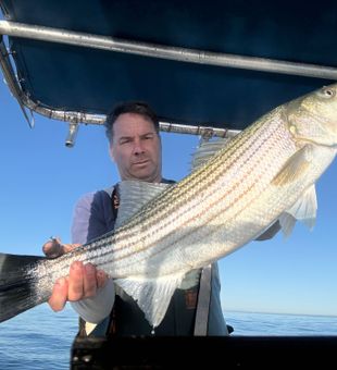 Nice striped bass from Freeport NY waters!