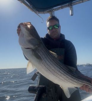 Beautiful Freeport striped bass makes for perfect fishing success!