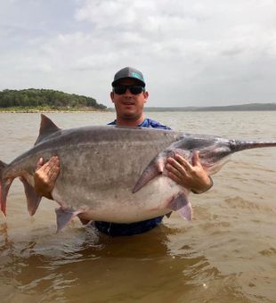 Virginia Large Spoonbill 