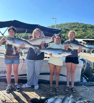 Beaver Lake Striped Bass success with an impressive haul!