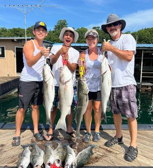 Beaver Lake Striped Bass catch with an incredible family haul!