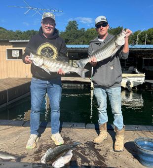 Beaver Lake Striped Bass bite is on!