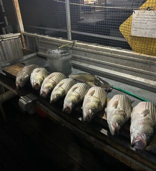 Striped Bass frenzy on Beaver Lake!