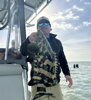 Goliath Grouper in Marco Island.