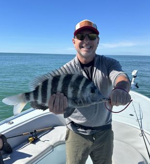 Sheepshead in Marco Island.