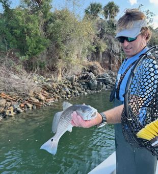 Redfish action heating up in the Hilton Head backwaters!
