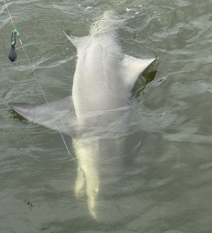 Reeling in a Bonnethead Shark on a partly cloudy day at Church of the Cross!