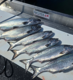 Triple threat: Chinook Salmon trifecta landed at the Crab Shack!