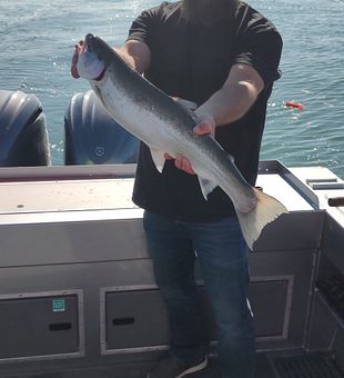 Bright Steelhead Catch on Calm Waters!