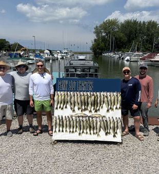 Full limit walleye fishing charter dockside catch display