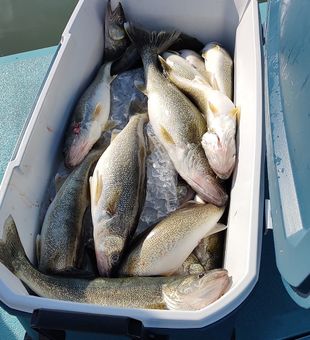 Fresh Catch of Walleye on Ice!