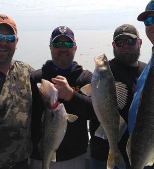 Quality walleye fishing haul group catch success