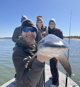 Monster shark landed in Tampa Bay waters!