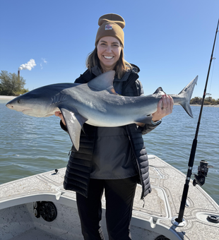 Tampa Bay sandbar shark brought aboard after successful fight!