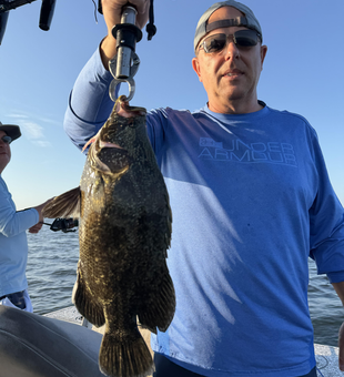 Beautiful Tampa Bay tripletail caught with multiple techniques!