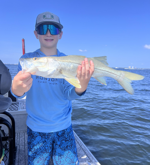 Huge 26-inch snook reeled in using heavy tackle!