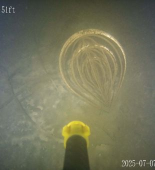 Jellyfish encounter at 134 feet in Somerset KY!