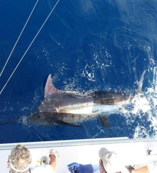 Our favorite fish in the ocean to chase - the elusive Atlantic Blue Marlin! Come see what all the hype is about!