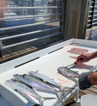 Florida fishing charter 🎣 Fresh Spanish mackerel catch!