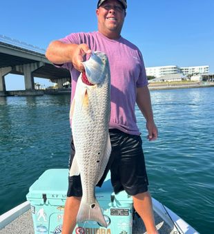 Big redfish landed off Orange Beach