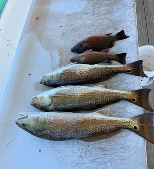 Gulf Coast redfish caught in Alabama
