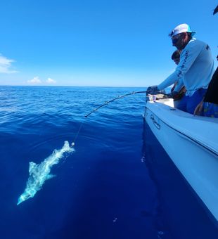 Big blue marlin hooked
