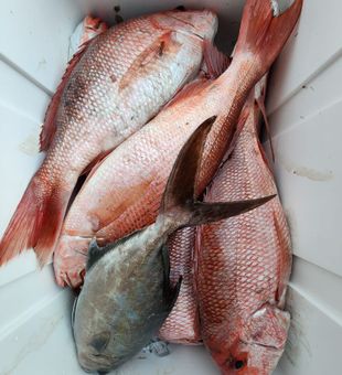 Fresh red snapper and pompano catch