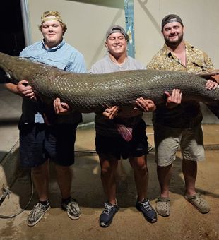 A Massive Alligator Gar Captured in Rio Grande!