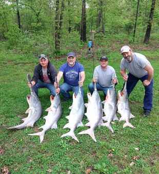 Powerful paddlefish haul