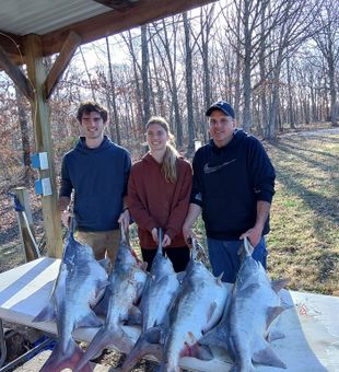 Paddlefish: the river’s hidden treasure.