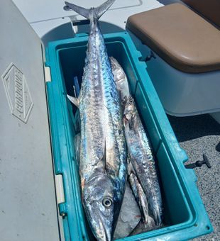 Head offshore from St. Petersburg for deep sea fishing and unforgettable Gulf Coast action.