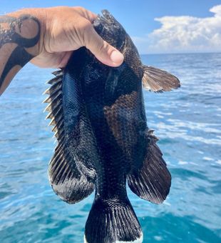 Tripletail from Shalimar, FL