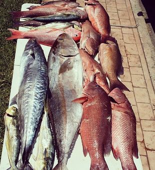 Loaded haul of snapper, king mackerel, and amberjack.