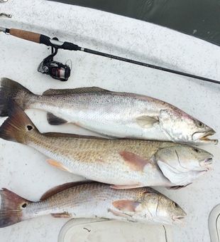 Solid speckled trout and redfish catch.