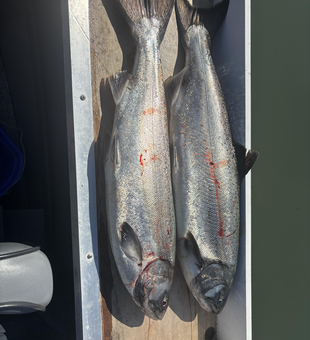 Reeling in these tasty Chinook salmon under a partly cloudy sky in Tillamook!