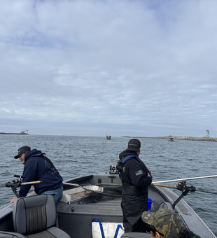 Great day trolling with heavy and light tackle in Corvallis waters. Multiple techniques keeping us busy!