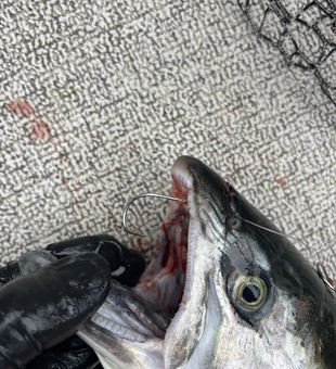 Exciting catch using trolling and drift fishing techniques in cloudy conditions.