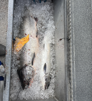 Fresh catch on ice! Great day of trolling and drift fishing with heavy and light tackle.