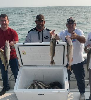Awesome Lake Erie Walleye haul!