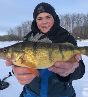 Yellow Perch from the North