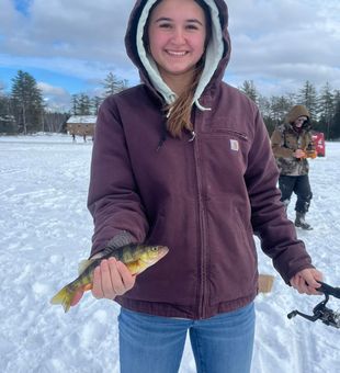 Yellow Perch in Saranac Lake Fishing.