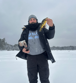 Adirondack Yellow Perch caught through the ice!