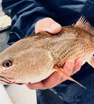 Redfish