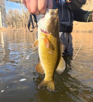 Lake Ontario smallmouth bass action.
